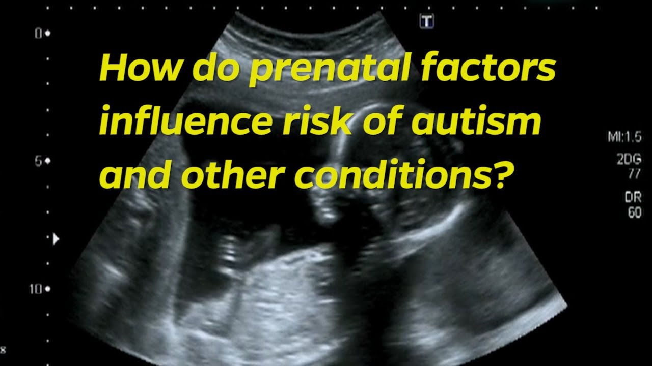 How do prenatal factors affect autism and other conditions?