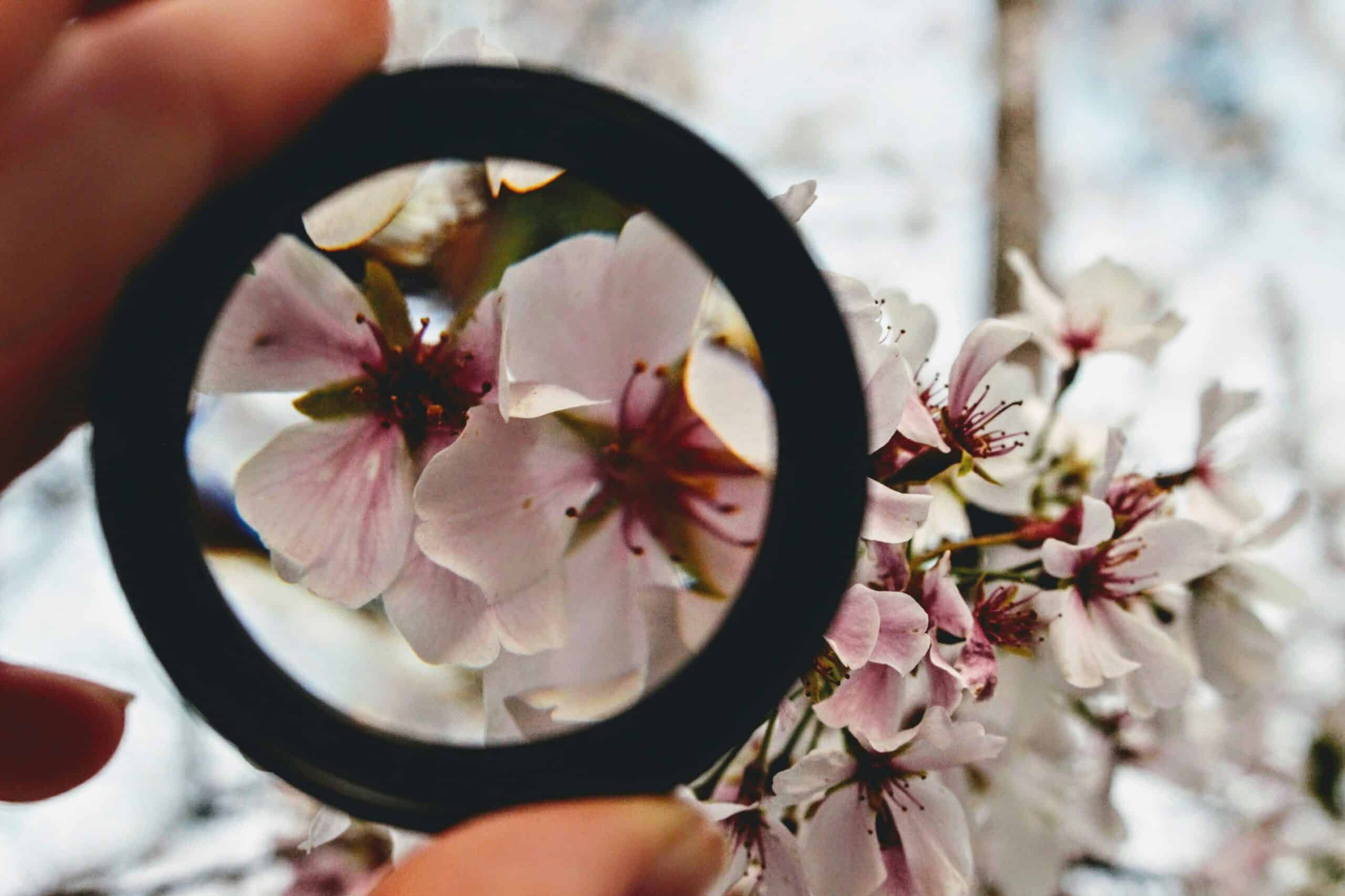 Focus in sakura flower