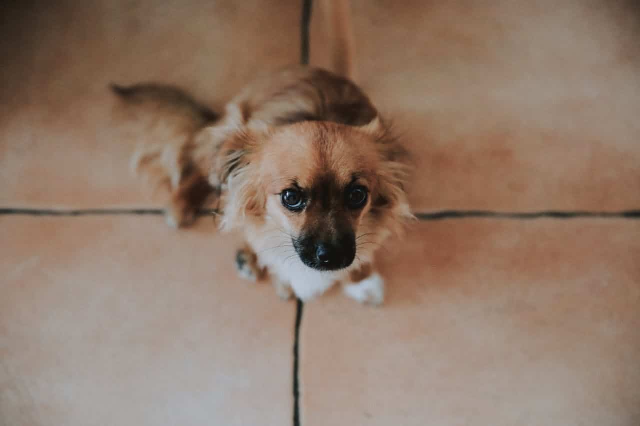 fluffy dog looking up at camera with pleading eyes