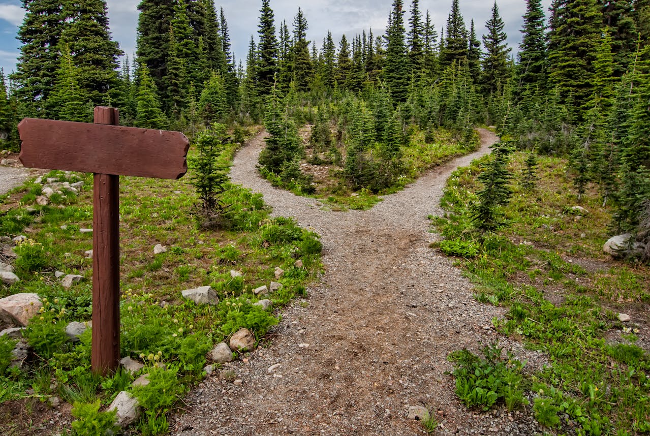 forkroad trail with pine trees