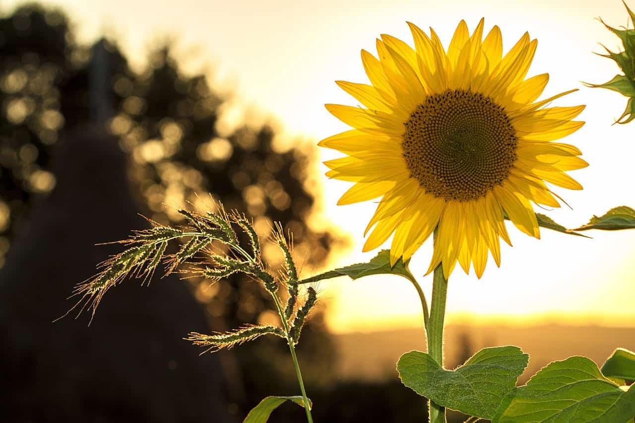 sunflower with sunrise as background