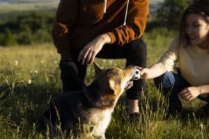 How Dog Owners Can Help