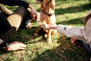 autism in dogs behavior