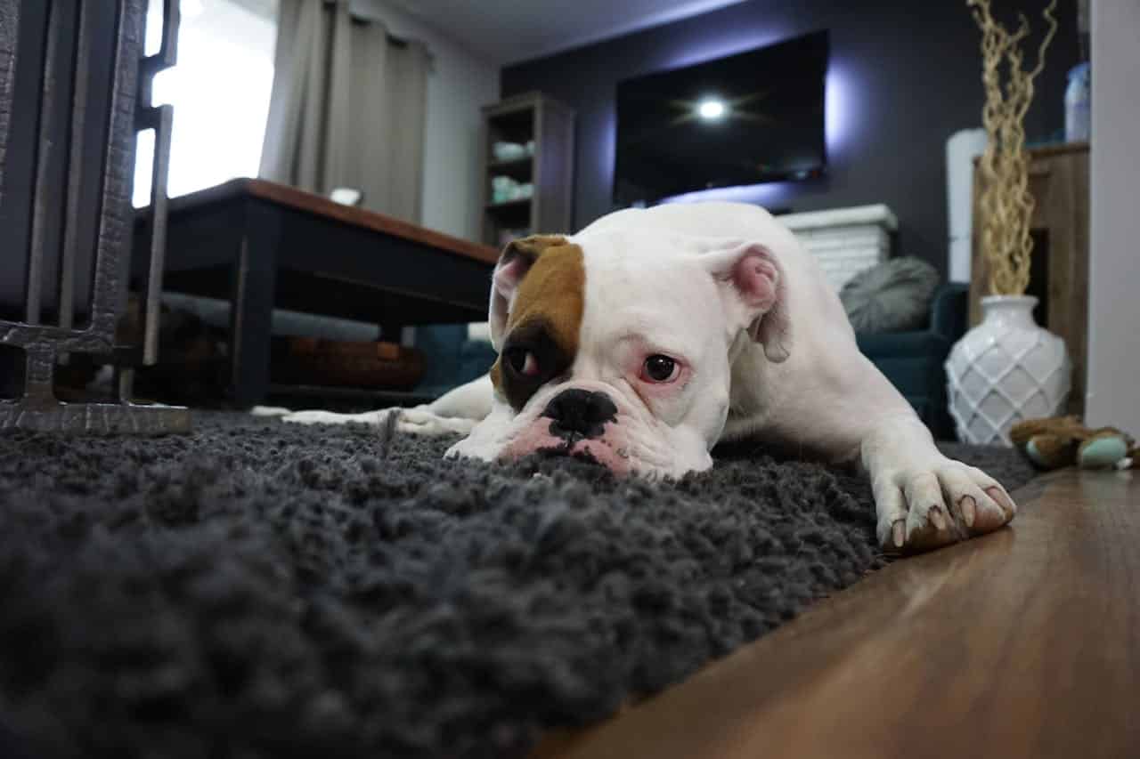 boxer dog laying on fluffy, grey carpet