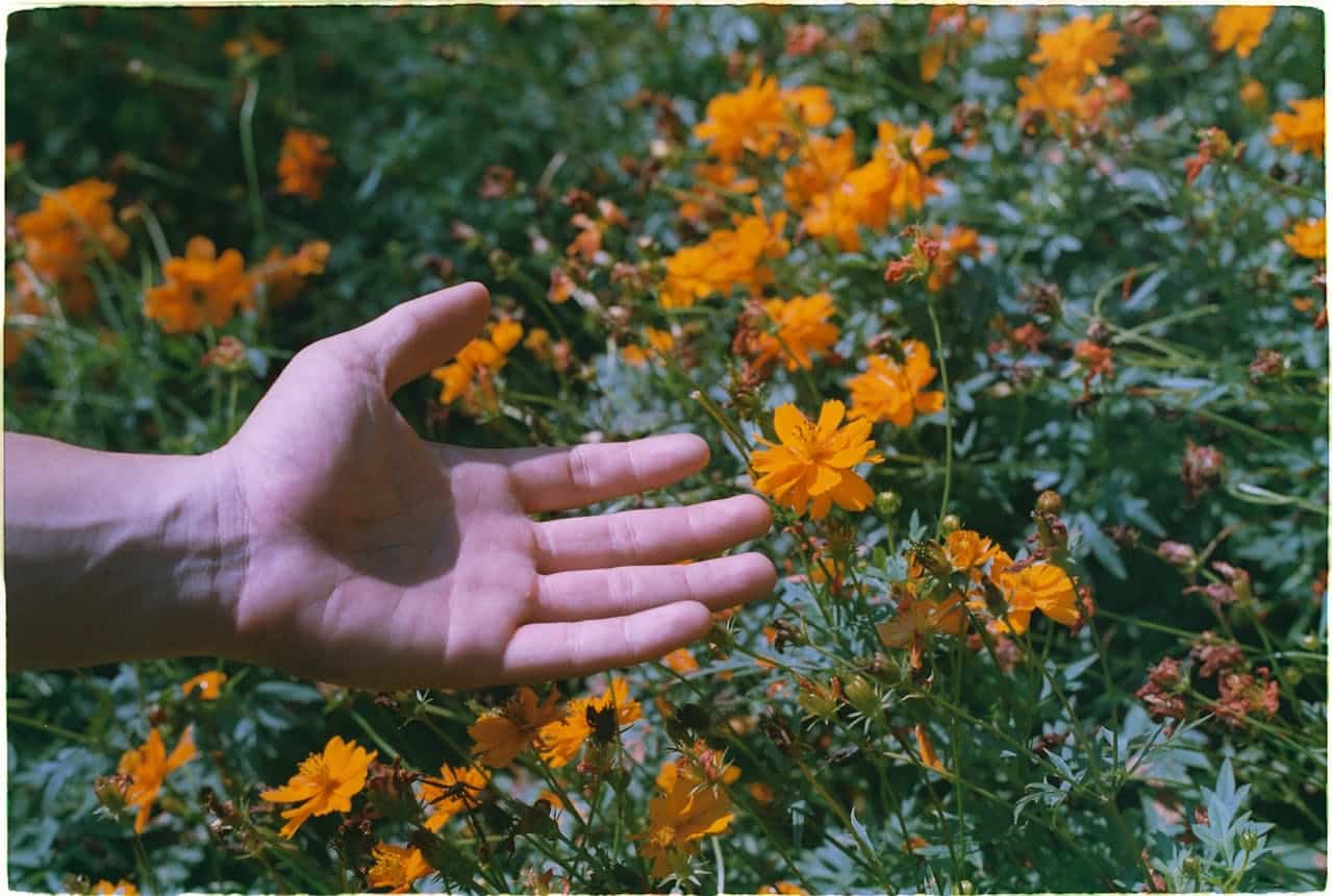 hand feeling the petals of yellow-orange flowers