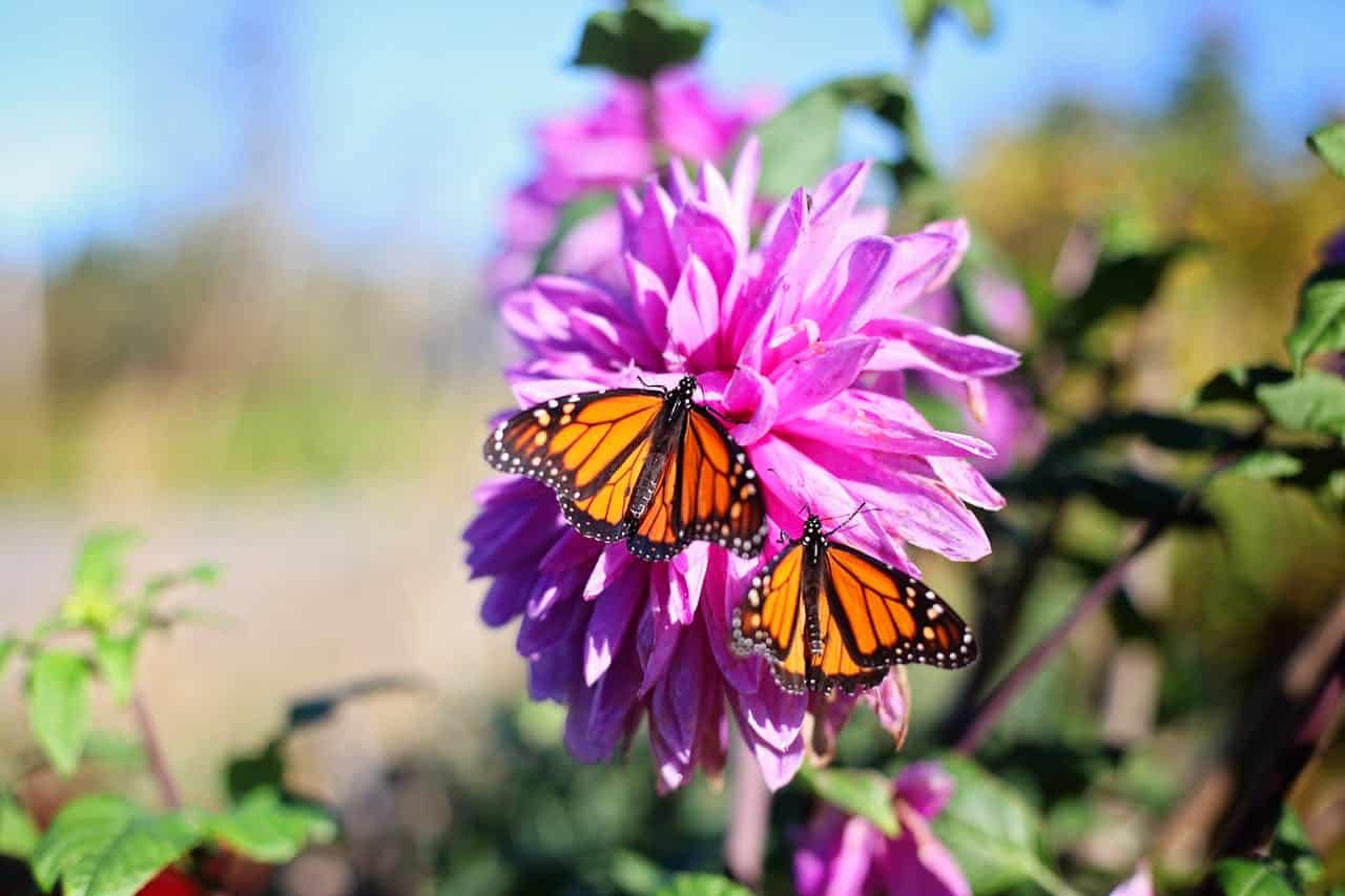 orange monarch butterflies on purple dahlia flowers