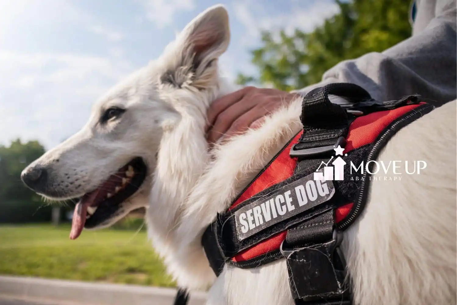 A white autism service dog with its owner on a park